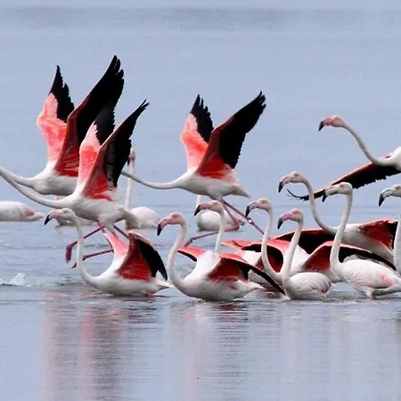 بيت للعطل Issos House