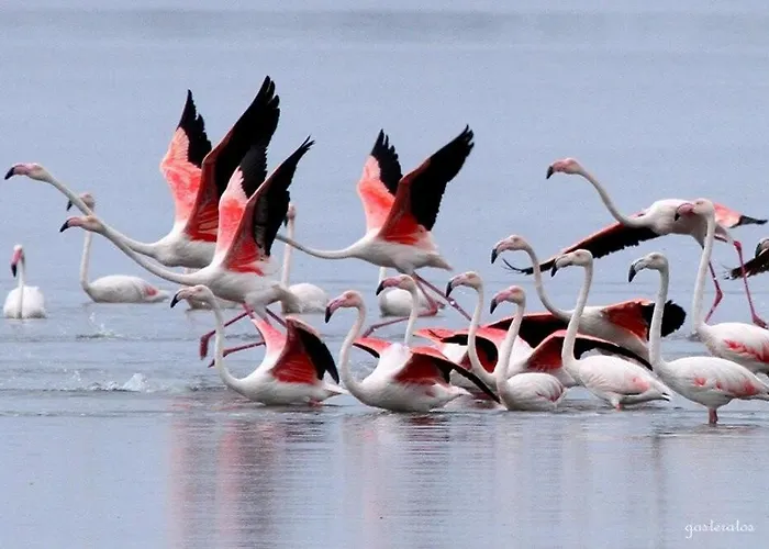 בית נופש Issos House